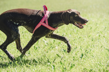 Hurtta Padded Harness - Cherry