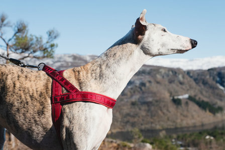 Hurtta Casual Padded Harness - River (Blauw)
