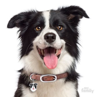 Penning Friends Border Collie