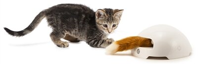 Frolicat fox den