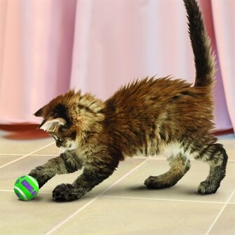 Kong kat tennisballen met bellen