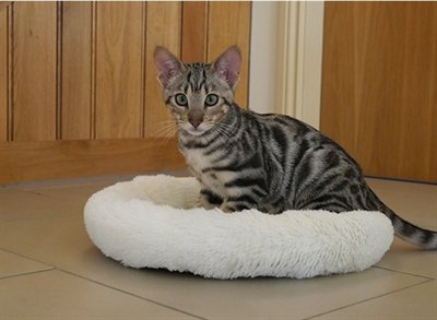Rosewood kattenmand kitten sleeper creme