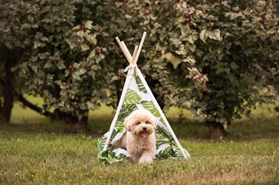 Croci teepee jungle
