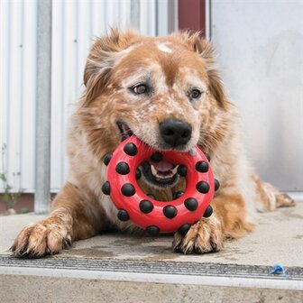 Kong dotz circle