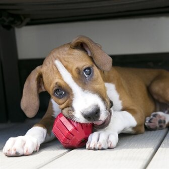 Kong stuff a ball rubber rood