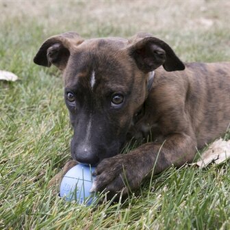 Kong puppy ball roze of lichtblauw assorti