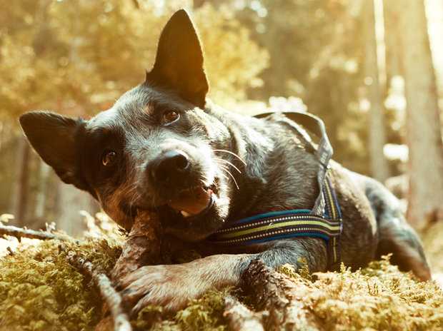 Hurtta Padded Harness - Juniper