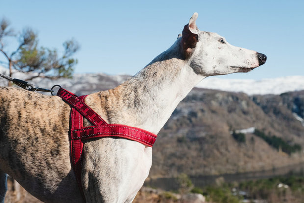 Hurtta Casual Padded Harness - River (Blauw)