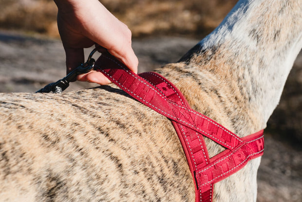Hurtta Casual Padded Harness - River (Blauw)