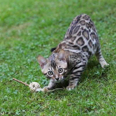 Croci euphoria kattenhengel matatabi bal met veren