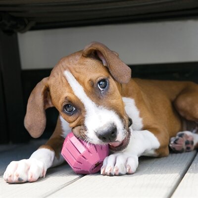 Kong puppy activity rubber bal roze of lichtblauw assorti