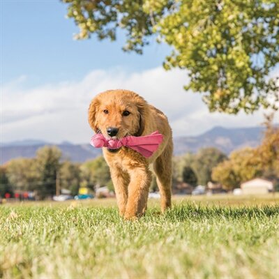 Kong wubba puppy assorti