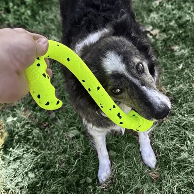 Kong reflex tug 'n fetch