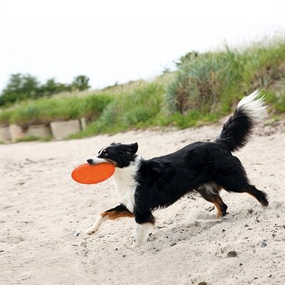Rubber frisbee dog 0 soar assorti