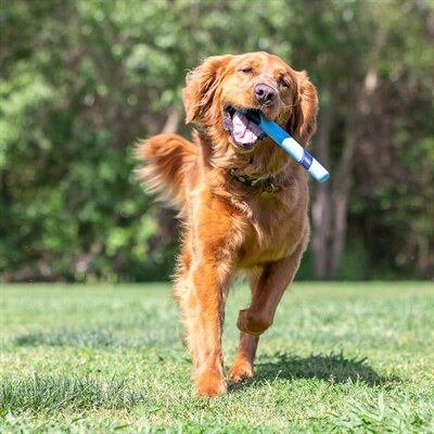 Chuckit sniff fetch stick bacongeur