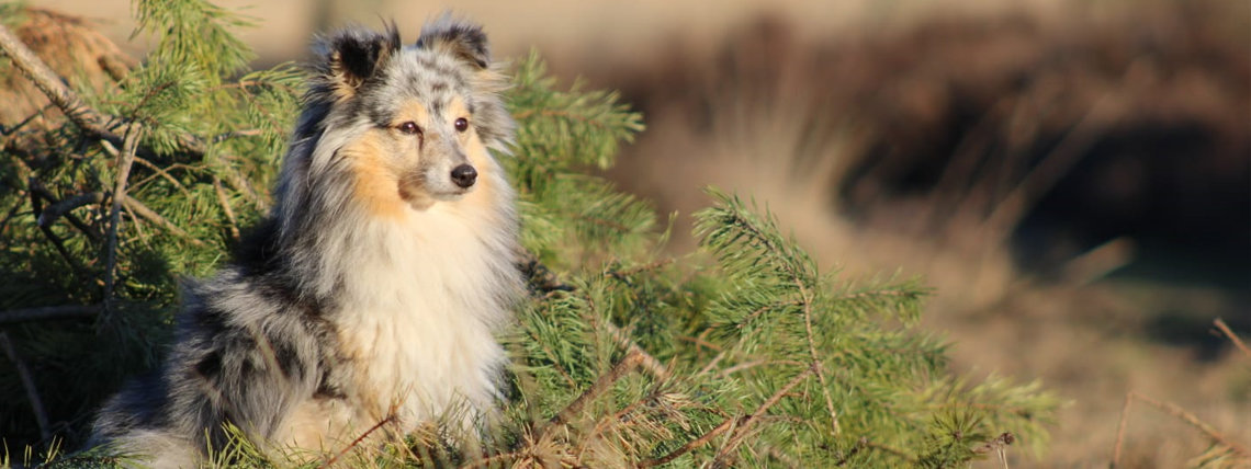 Verzendkosten NL € 3,99 - Gratis verzending vanaf € 49,-